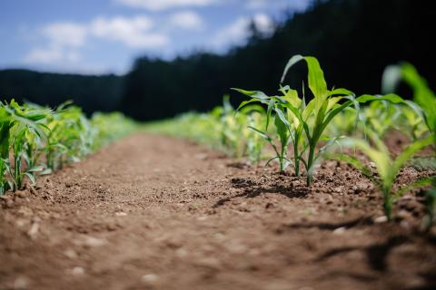 Root crops