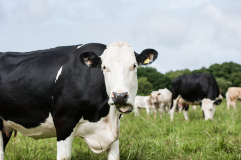 Grazing Cattle