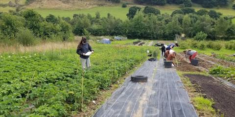 Perennial Green Manures