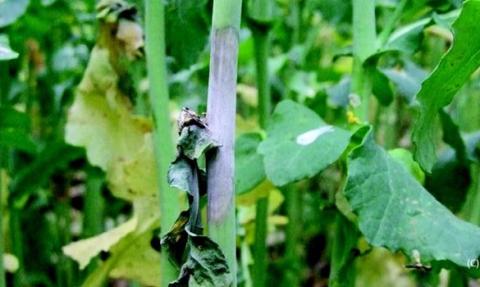 Sclerotinia in Oilseed Rape