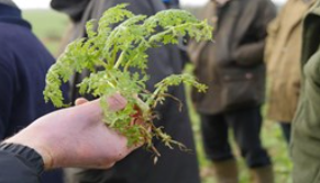 Cover crop