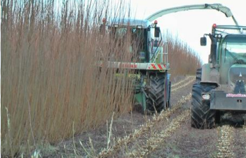 Willow Harvesting