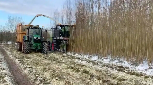 Willow Harvesting