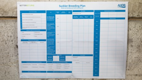 Suckler Breeding Plan