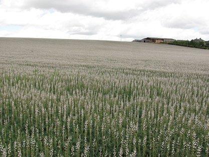 Lupins