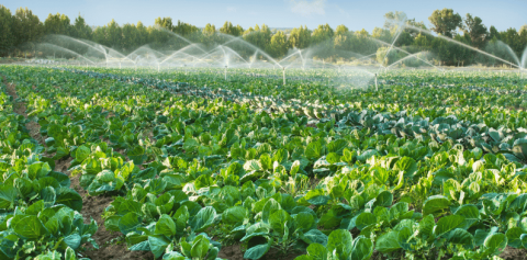 Open Field Irrigation