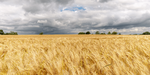 Arable Landscape