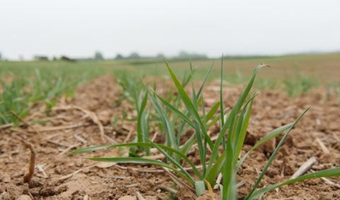 Arable Landscape