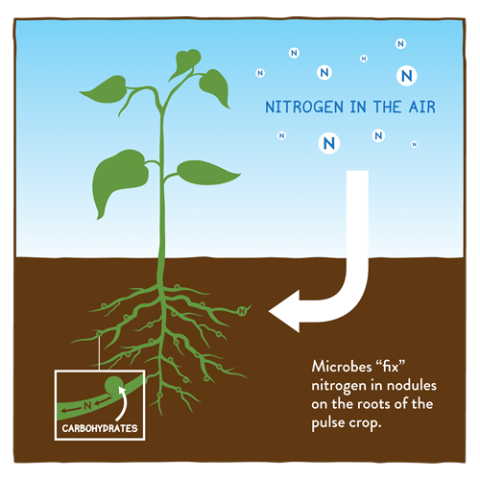 Pulse plant diagram