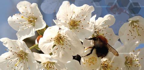 Bee Pollinating a Flower