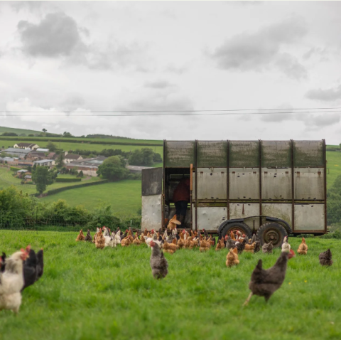 Poultry on Pasture