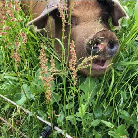 Pig in Pasture