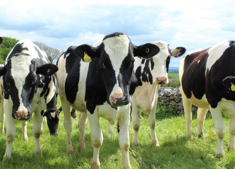 Dairy Cows