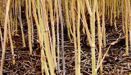 Verticillium wilt symptoms in oilseed rape