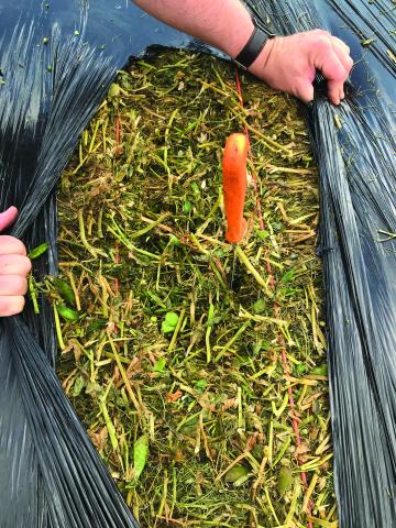 Opened haylage bale