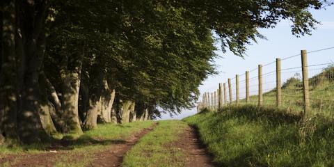 footpath by trees