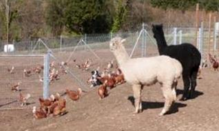 Hens and alpacas