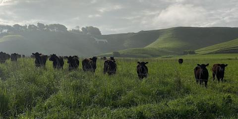 Cows in field