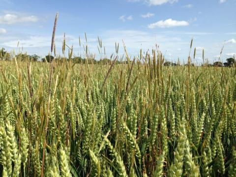 Black-grass in wheat crop