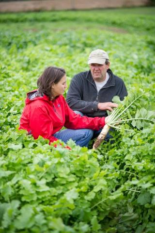 Farmers and their cover crop