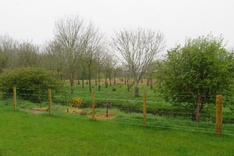 Agroforestry 