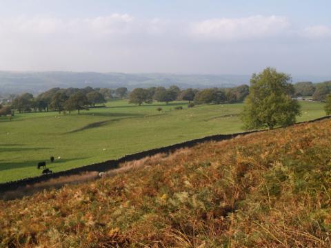 Bracken and fern landscape