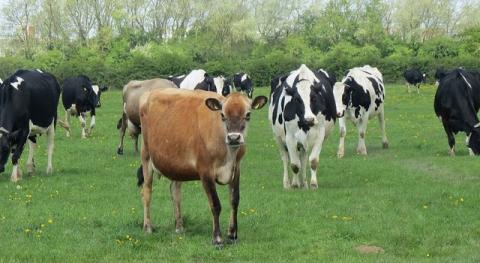 Cows on pasture