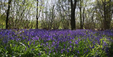 Bluebells