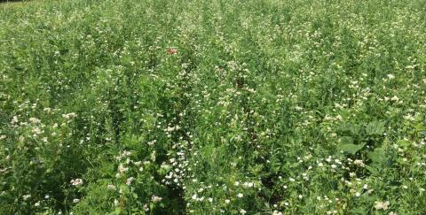 Cover crop