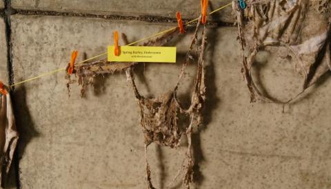 Biostimulants soil test