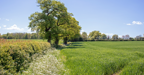 Hedgerow