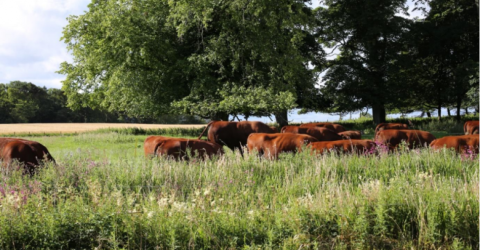 Species rich grassland