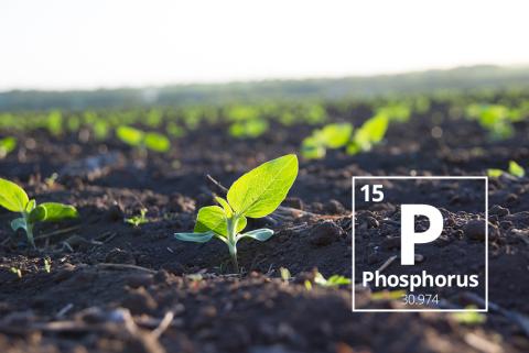 Phosphorus