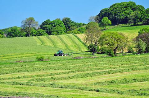 Grass silage field