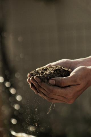 Soil in hands