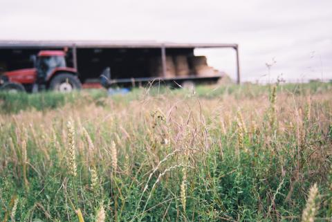 Wheat Crop