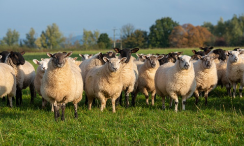 Sheep in a field