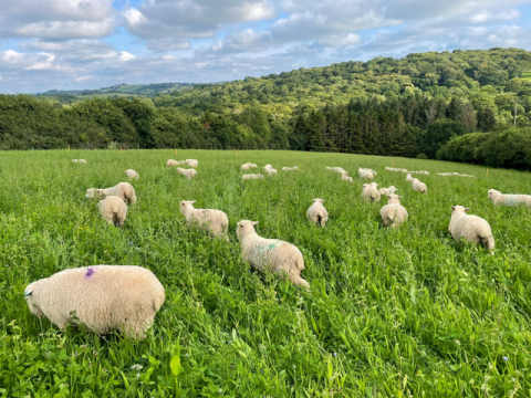 Sheep on Herbal Ley