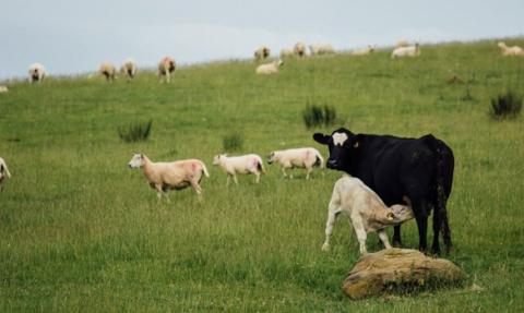 Sheep and Cattle in a field