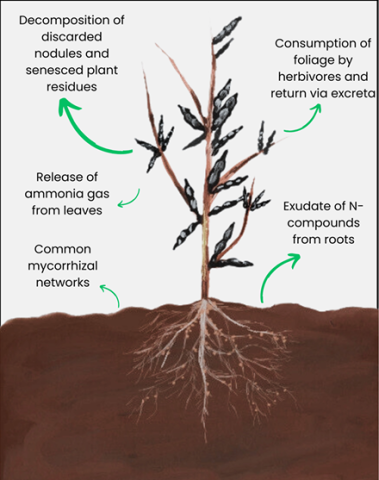 Faba Bean Diagram