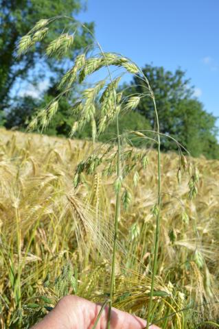 Brome in hyrid barley