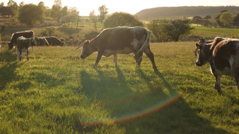 Farm Livestock