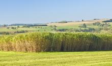 miscanthus crop