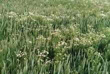 Field infested with Scentless mayweed, a common broadleaf weed