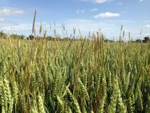 Black grass weed growing in a field 