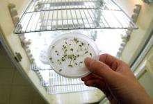 Image of germination test