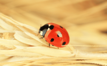 Ladybird