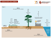 Soil Carbon Graphic