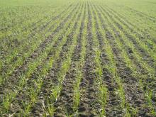 Rows of wheat crop