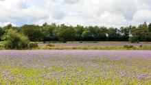 Cover crop